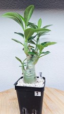 Adenium arabicum "Thai soco dbl flower " --RARE PLANT--CAUDEX--SUCCULENT