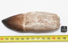 Dent de Mosasaurus Anceps  -