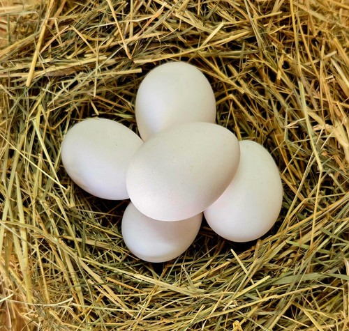 Black copper maran hatching - black,