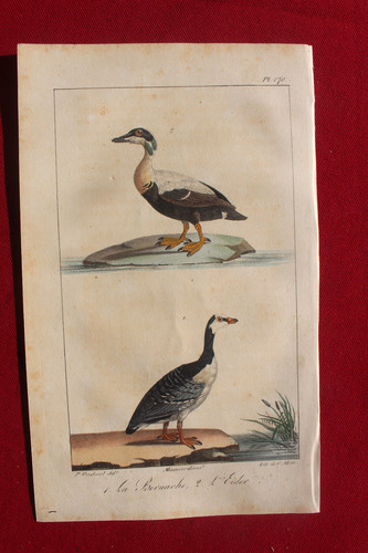 Gravure colorée oiseaux 1824 - gravure,