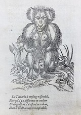 Babouin 1557 Singe Tartarin