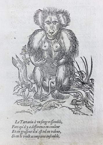 Babouin 1557 singe tartarin - babouin,