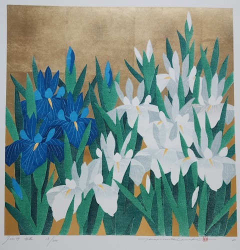 Hajime namiki iris - hajime,
