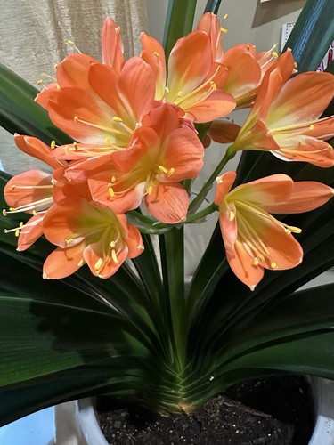 Clivia miniata plants bush - clivia,