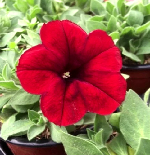 100 graines pétunia rouge - graines,