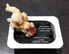 Calcaire corallien poulpe