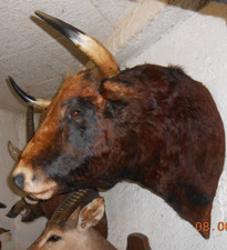trophée tete de  toros taureau  naturalisée  taxidermie