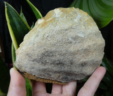 Important Fossile Coquillage