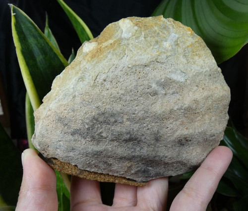 Important fossile coquillage - fossile,