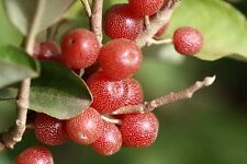 5 graines de BAIES D'ARGENT (Elaeagnus Umbellata) G748 AUTOMN OLIVE SEED SAMEN