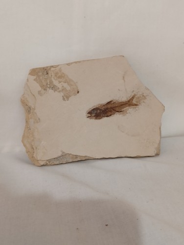 Poissons fossiles plaque - poissons,