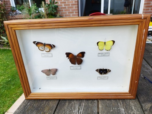 Coffret entomologie ancien - coffret,