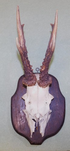 Ancien trophee chasse - ancien,