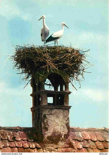 Carte postale animaux - carte,