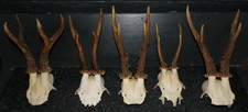 massacre  bois de Chevreuil -  trophées  lot de 5
