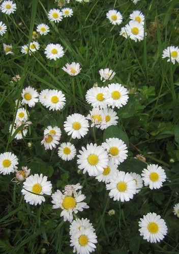 Paquerette des prés - ♫,