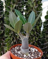 ADENIUM SOCOTRANUM THAI