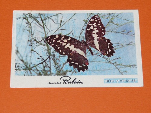Image chocolat poulain animaux - poulain,
