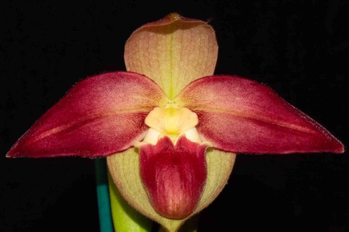 Phragmipedium falling star - phragmipedium,