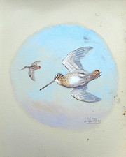 CHASSE DESSIN AQUARELLE ORIGINALE BECASSE  OBERTHUR Gibiers d'eau 1936 N° 2/50