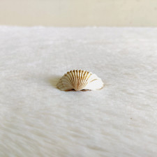 Coquillage naturel vintage - coquillage,