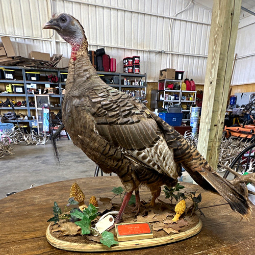 Turkey bird standing - standing, taxidermy
