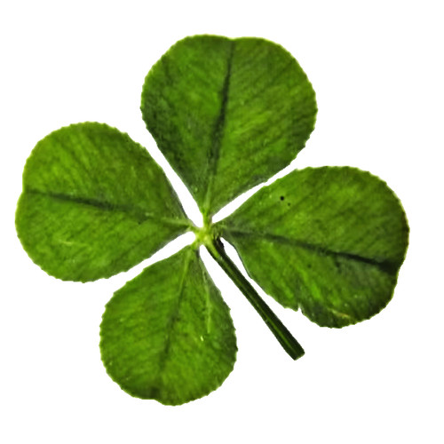 Trèfle quatre feuilles - quatre,