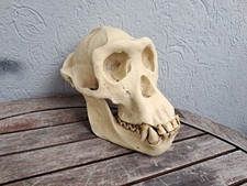 Réplique de crâne en résine polyuréthane moulée