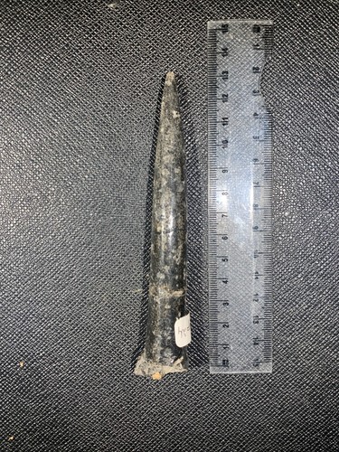 Grande belemnite - grande,