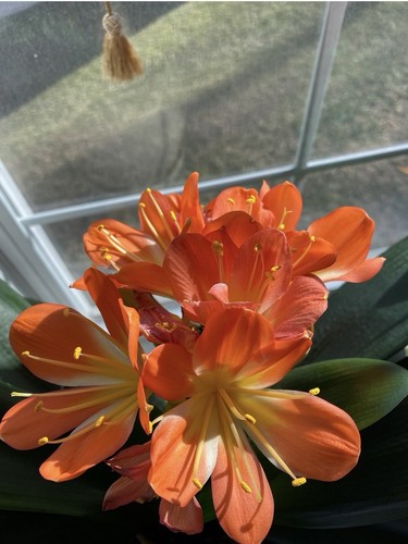 Clivia miniata plants bush - clivia, plants,