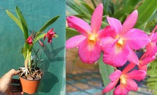Cattleya Why Not ,  orchidée, Orchid