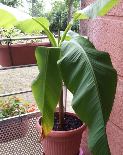 Plant bananier de haut - ,