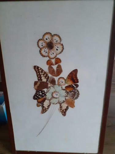Cadre taxidermie fleur floral - cadre,