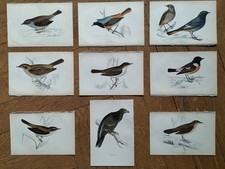 9 Gravures de zoologie :  OISEAUX  par  MORRIS  ca  1870