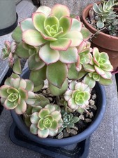 AEONIUM  KIWI   . SUCCULENT