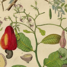 Acacie Gomme Arabique