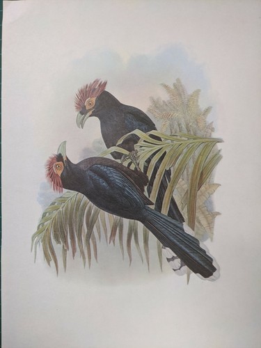 1969 oiseau imprimé agitée - 1969,