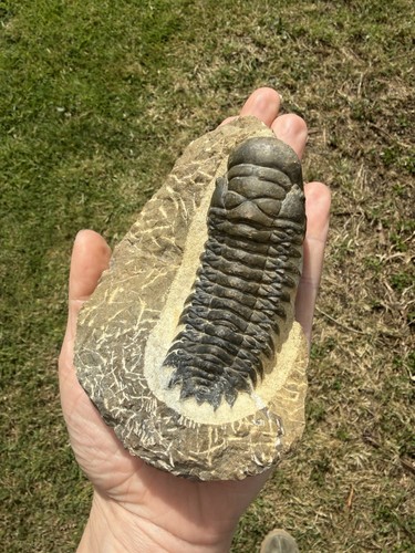 Trilobite fossil - trilobite,