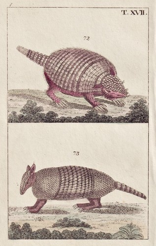 Pangolin schuppentier gravure - pangolin,