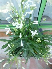 Lot 3/4 Bulbesde cette belle et spéciale agapanthe blanche