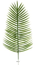 Feuille de palmier Phoenix