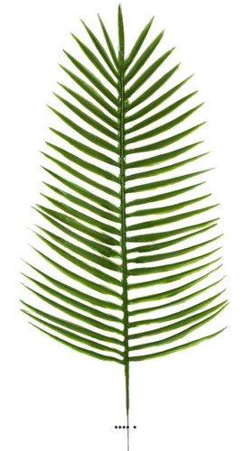 Feuille palmier phoenix - de,