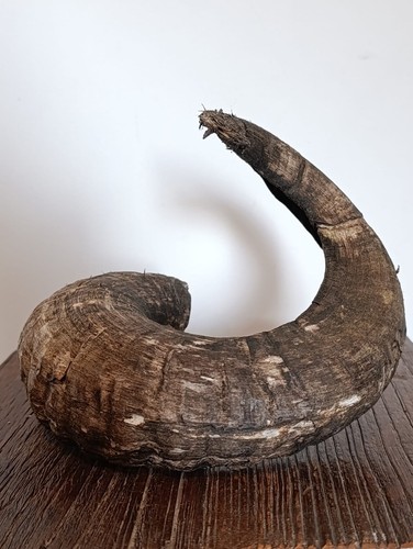 Véritable corne bélier - véritable,