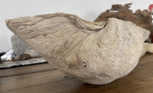 Ancien benitier coquillage - ancien,