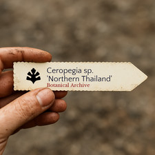 Ceropegia sp. 'Northern