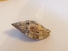 Voluta Lyria Mitraeformis.