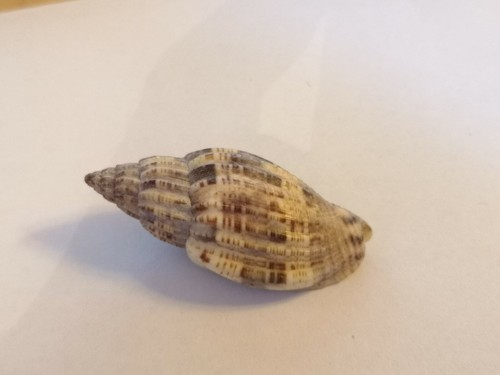 Voluta lyria mitraeformis - voluta,
