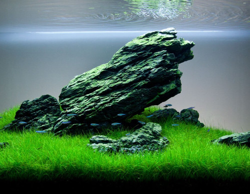 Dwarf hairgrass eleocharis - dwarf, (eleocharis