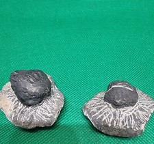 Fossile Trilobites arthropodes