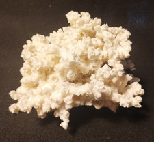 Corail blanc - 570 gr